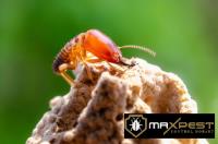 MAX Termite Control Hobart image 4